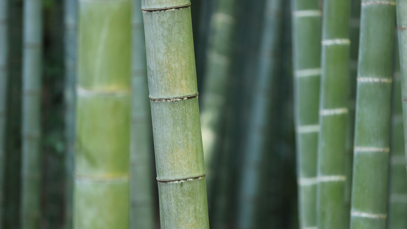 Practicing Mindfulness